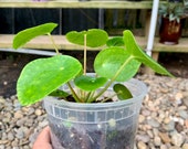 Chinese Money Plant - Pilea Peperomioides