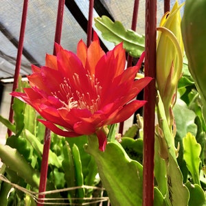 Red Orchid Cactus Epiphyllum Ackermannii - 8” Cutting