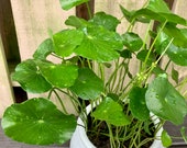 Large 6 quot Hydrocotyle vulgaris - Money Plant - Copper Coin Plant - Lucky Plant - Marsh Pennywort