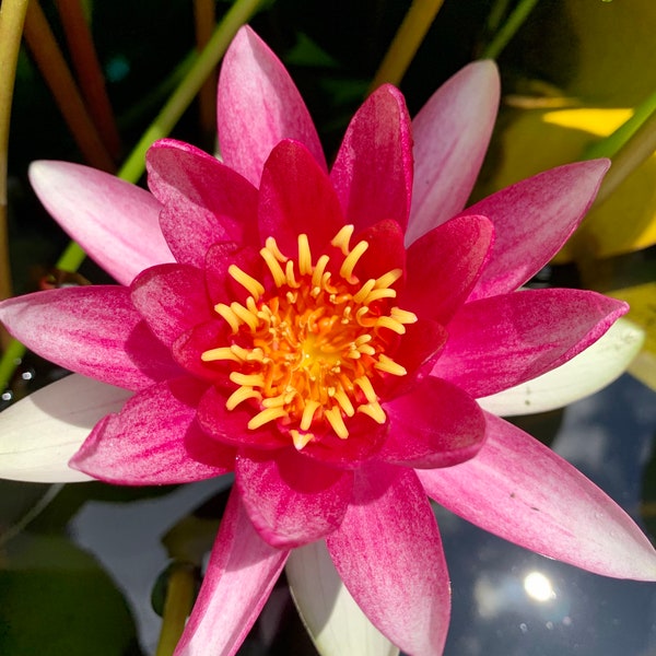 Hardy Purple/White Water Lily Live Plant