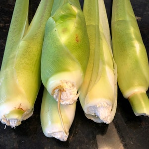 Zizania latifolia Manchurian Wild Rice Edible - 3 stalks