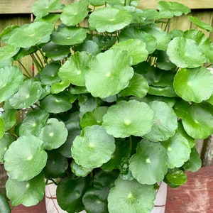 Large 6 Hydrocotyle vulgaris Money Plant Copper Coin Plant Lucky Plant Marsh Pennywort image 4