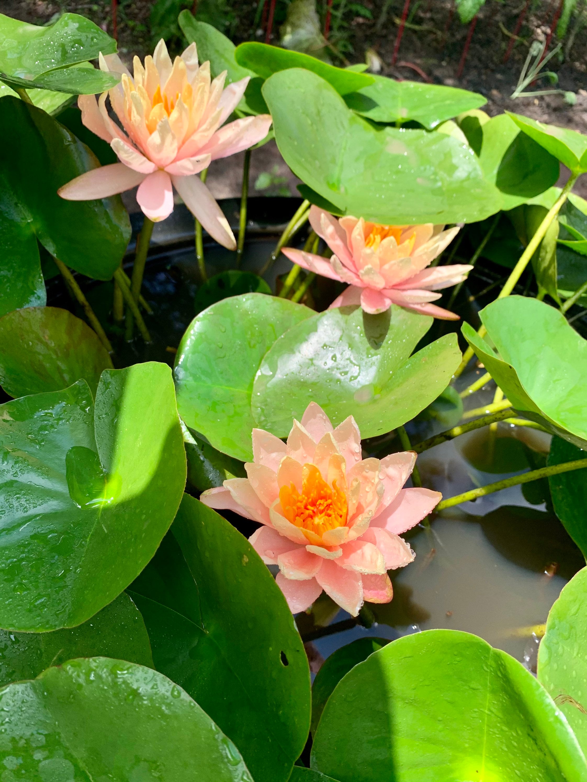 Hardy Peach Water Lily Live Plant - Etsy