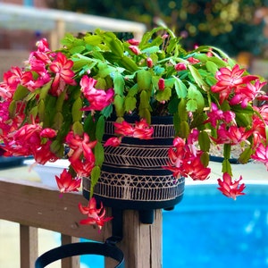 Purple Christmas Cactus Purple Dancer Purple Etsy