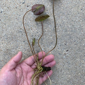 Puede incluir: Primer plano de una planta de nen&uacute;far con tres hojas peque&ntilde;as y redondas. Las hojas son una mezcla de verde y morado con manchas oscuras. La planta tiene tallos largos y delgados y un sistema de ra&iacute;ces con varias ra&iacute;ces blancas.