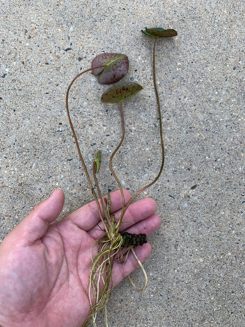 Puede incluir: Primer plano de una planta de nen&uacute;far con tres hojas peque&ntilde;as y redondas. Las hojas son una mezcla de verde y morado con manchas oscuras. La planta tiene tallos largos y delgados y un sistema de ra&iacute;ces con varias ra&iacute;ces blancas.