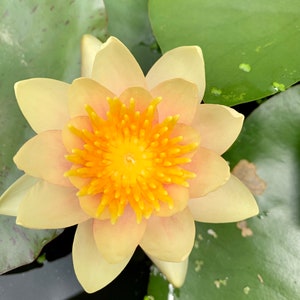 May include: A pale yellow water lily with a bright orange centre, blooming in a pond with green lily pads.