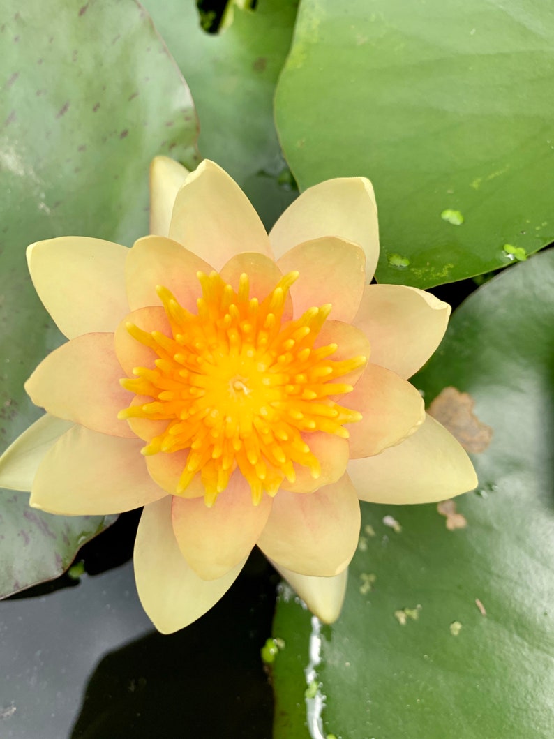 May include: A pale yellow water lily with a bright orange centre, blooming in a pond with green lily pads.