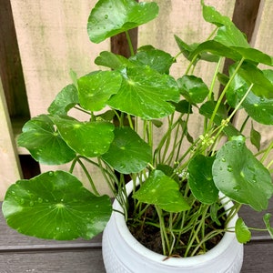 Large 6" Hydrocotyle vulgaris - Money Plant - Copper Coin Plant - Lucky Plant - Marsh Pennywort