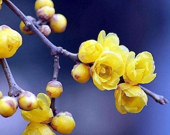 Chimonanthus praecox - yellow flower