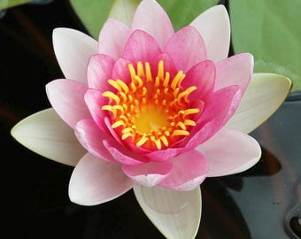 Planta viva de nenúfar resistente de color rosa brillante/blanco