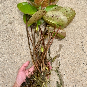 Puede incluir: Primer plano de una planta de nen&uacute;far con hojas redondas y verdes salpicadas de manchas granates. La planta tiene largos tallos marrones y un sistema de ra&iacute;ces bulbosas. Se ven varios capullos florales sin abrir.