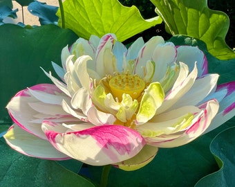 Nelumbo nucifera, Sacred Lotus, Indian Lotus - Roots with Sprout