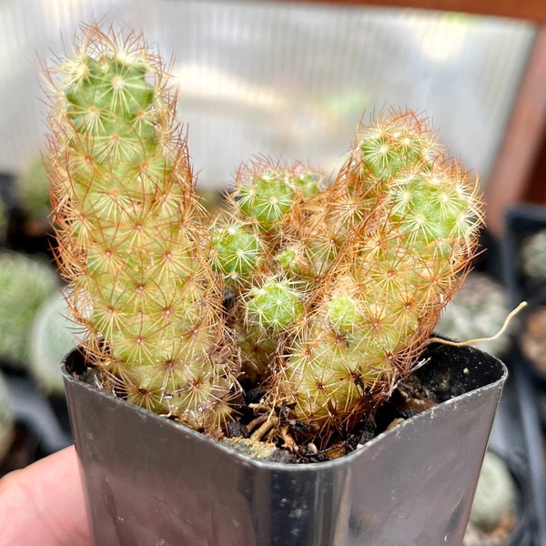 Mammillaria elongata - Ladyfinger Cactus - 2”