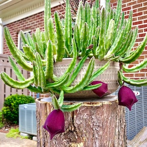 Stapelia Leendertziae (Black Bells) Cutting