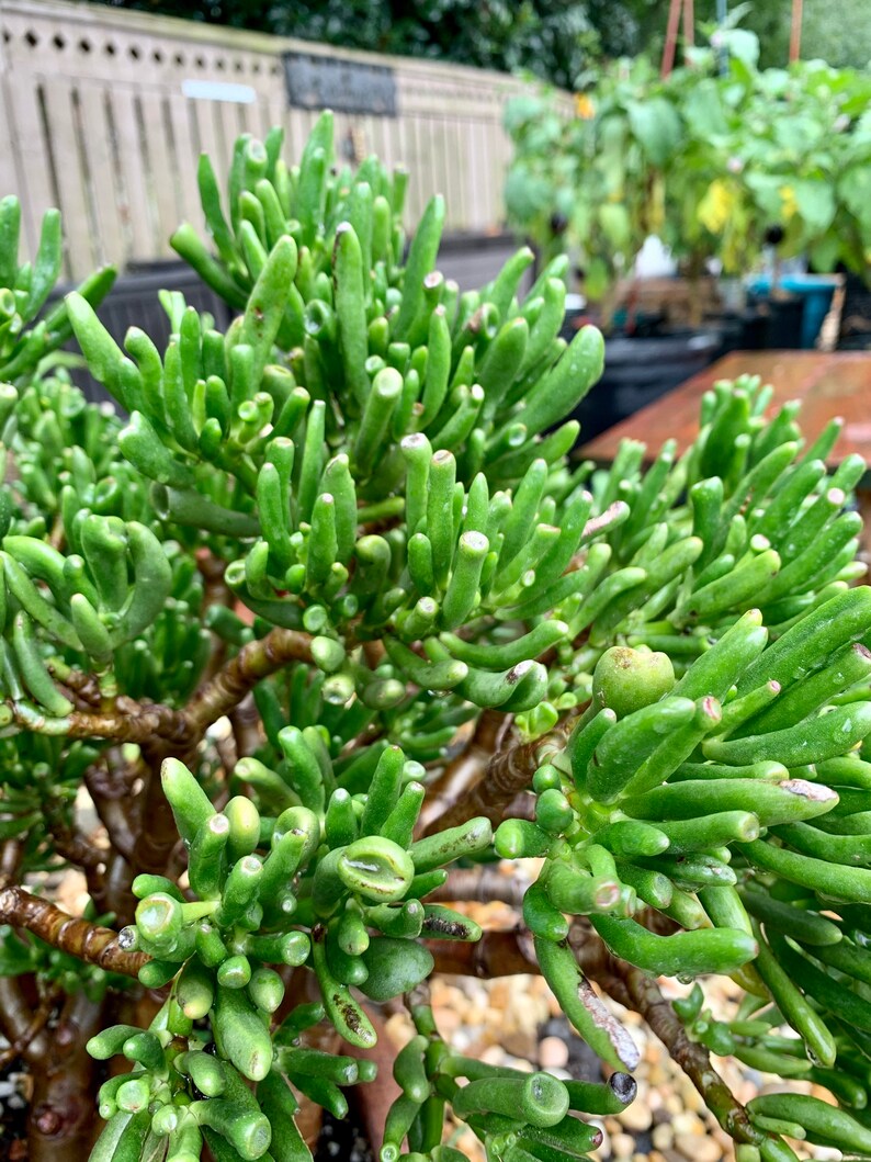 Crassula Ovata Gollum Jade Plant Etsy Crassula Ovata Gollum Jade Plant Etsy
