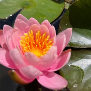 Hardy Pink Water Lily Live Plant