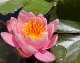 Hardy Pink Water Lily Live Plant