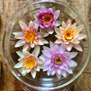 Puede incluir: Un cuenco de vidrio transparente lleno de agua, con cinco vibrantes nen&uacute;fares. Los lirios muestran tonos de rosa, morado y amarillo, con intrincados arreglos de p&eacute;talos. El cuenco est&aacute; sobre una superficie de madera.