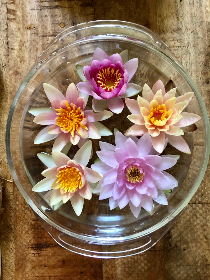 Puede incluir: Un cuenco de vidrio transparente lleno de agua, con cinco vibrantes nen&uacute;fares. Los lirios muestran tonos de rosa, morado y amarillo, con intrincados arreglos de p&eacute;talos. El cuenco est&aacute; sobre una superficie de madera.