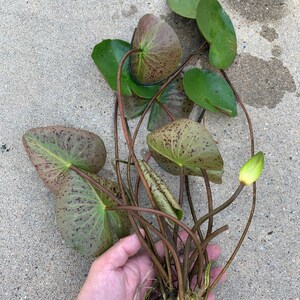 Puede incluir: Primer plano de una planta de nen&uacute;far con hojas verdes y marrones moteadas y un solo capullo sin abrir. Los tallos de la planta son marrones y las ra&iacute;ces son visibles. La planta se sostiene en una mano.