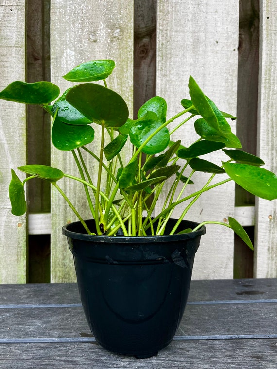 ferm living plant box gnstig Ferm Living - Plant Box Two-Tier