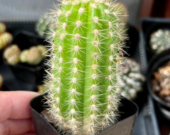 Echinopsis spachiana - 2”