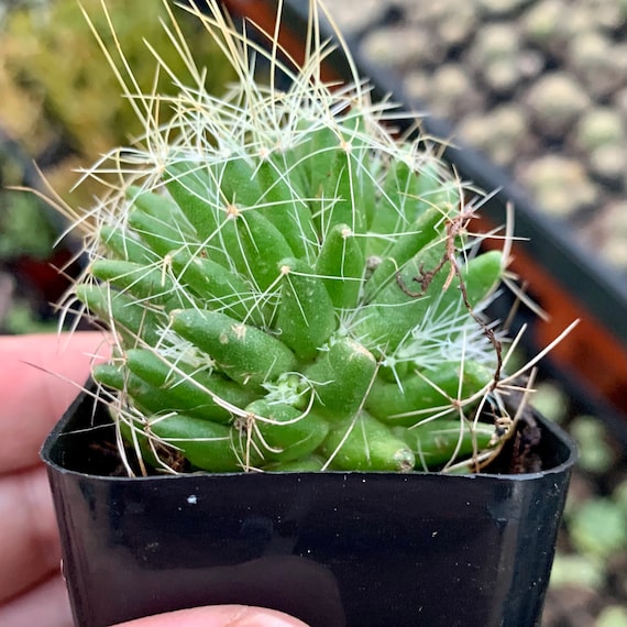 Mammillaria Camptotricha Bird Nest Cactus 2 - Etsy