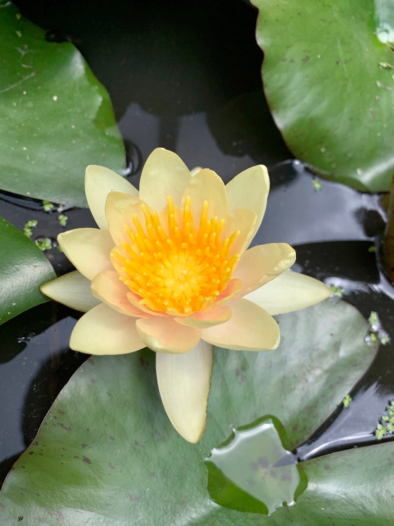 May include: A pale yellow water lily with a bright yellow centre blooms in a pond. The lily is surrounded by green lily pads.