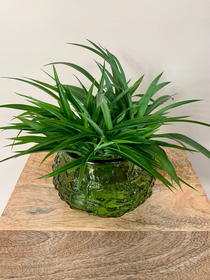 Rooted Baby Green Spider Plant Chlorophytum comosum Etsy