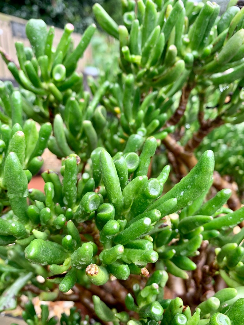 Crassula Ovata Gollum Jade Plant Etsy