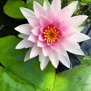 Puede incluir: Primer plano de un nen&uacute;far rosa y blanco con centro amarillo, flotando en agua. Rodeado de grandes hojas verdes, el contraste de colores es llamativo. El agua es azul oscuro, creando un ambiente tranquilo.