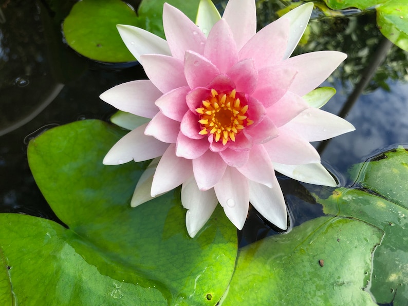 Puede incluir: Primer plano de un nen&uacute;far rosa y blanco con centro amarillo, flotando en agua. Rodeado de grandes hojas verdes, el contraste de colores es llamativo. El agua es azul oscuro, creando un ambiente tranquilo.