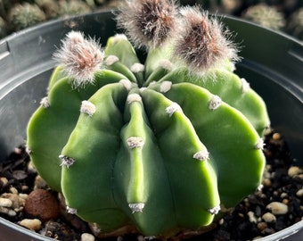 Echinopsis Eyriesii - 4”