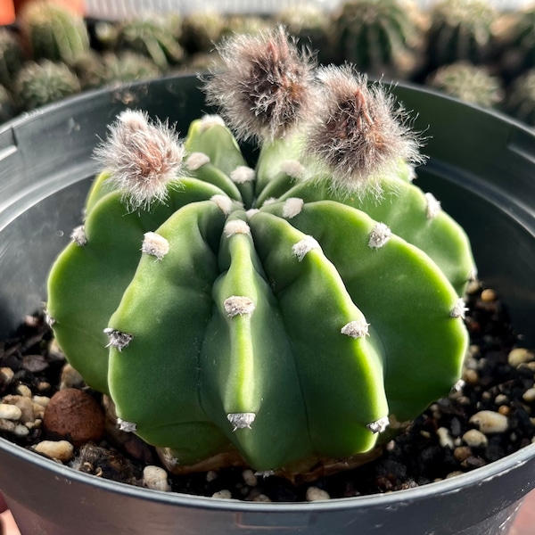 Echinopsis Eyriesii - 4”