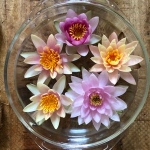 May include: Five pink, white and yellow water lilies float in a clear glass bowl. The bowl is on a wooden surface.
