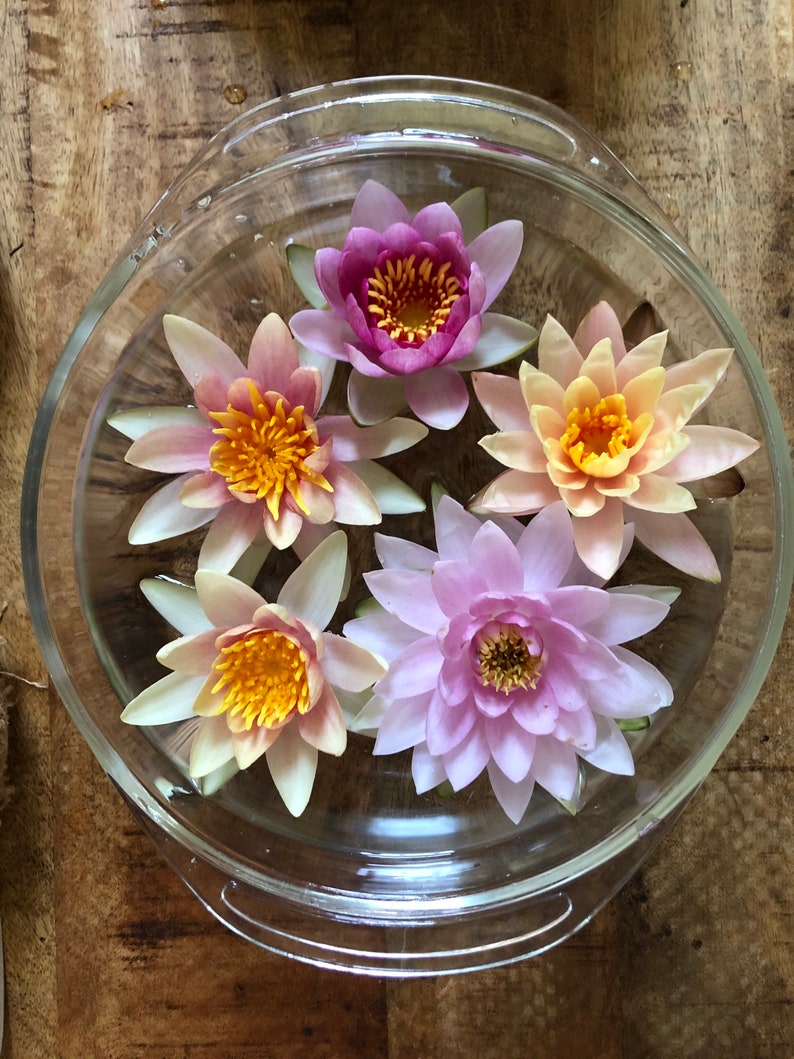 May include: Five pink, white and yellow water lilies float in a clear glass bowl. The bowl is on a wooden surface.