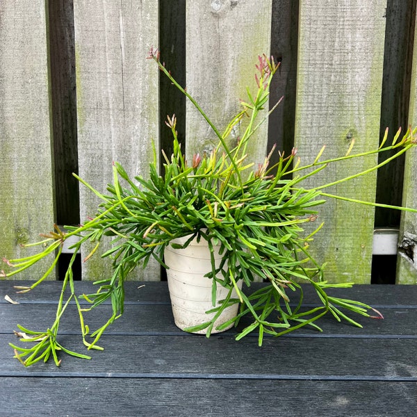 Elwood Rhipsalis ewaldiana 5”