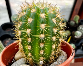 Echinopsis spachiana - 4.5”