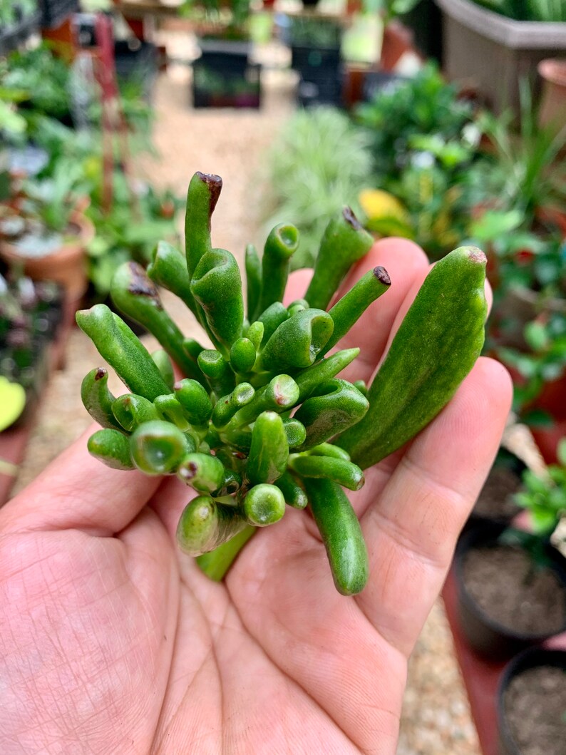 Crassula Ovata Gollum Jade Plant Etsy Crassula Ovata Gollum Jade Plant Etsy