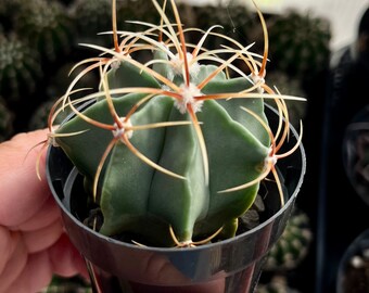 Ferocactus macrodiscus