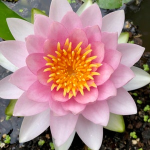 Hardy Pink/White Water Lily Live Plant