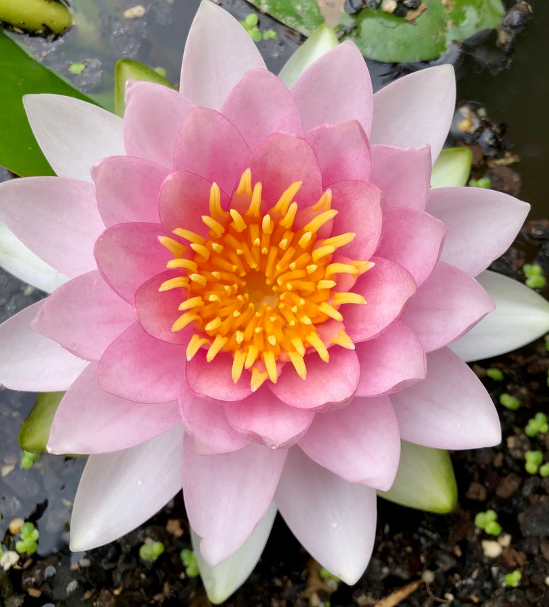 Puede incluir: Primer plano de una flor de nen&uacute;far rosa con un centro amarillo brillante. Los p&eacute;talos son un degradado de rosa y blanco, con hojas verdes visibles en el fondo. La flor est&aacute; en un estanque.