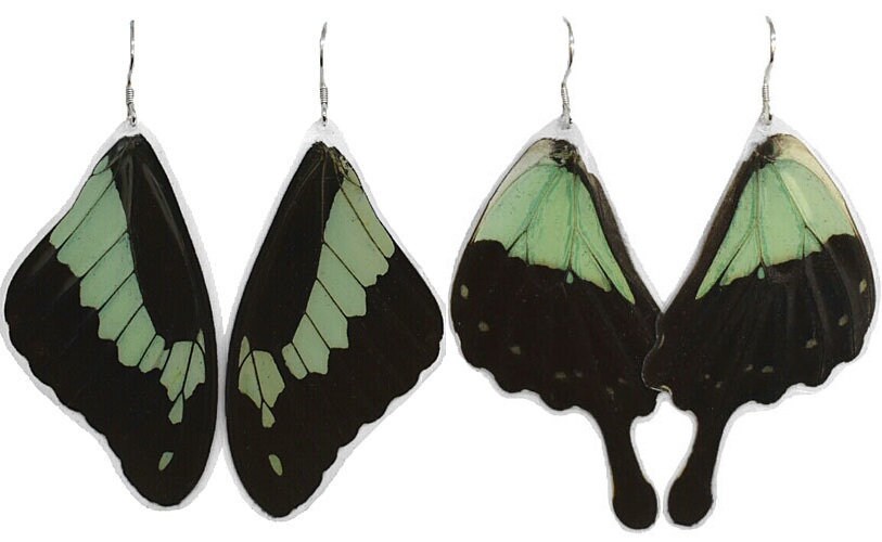 Papilio phorcas Stirling Silver Earrings main image 0