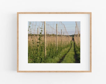 Hops Farm Photograph