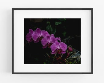 Orchid Photograph, Flower Wall Art, Botanical Photography