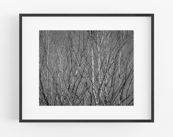Black and White Tree Photograph