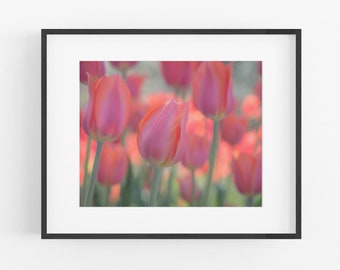 Tulip Photograph, Botanical Wall Art