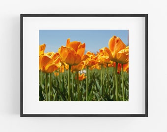 Tulip Field Photography, Botanical Wall Decor