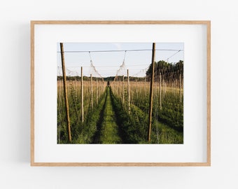 Hops Farm Photograph